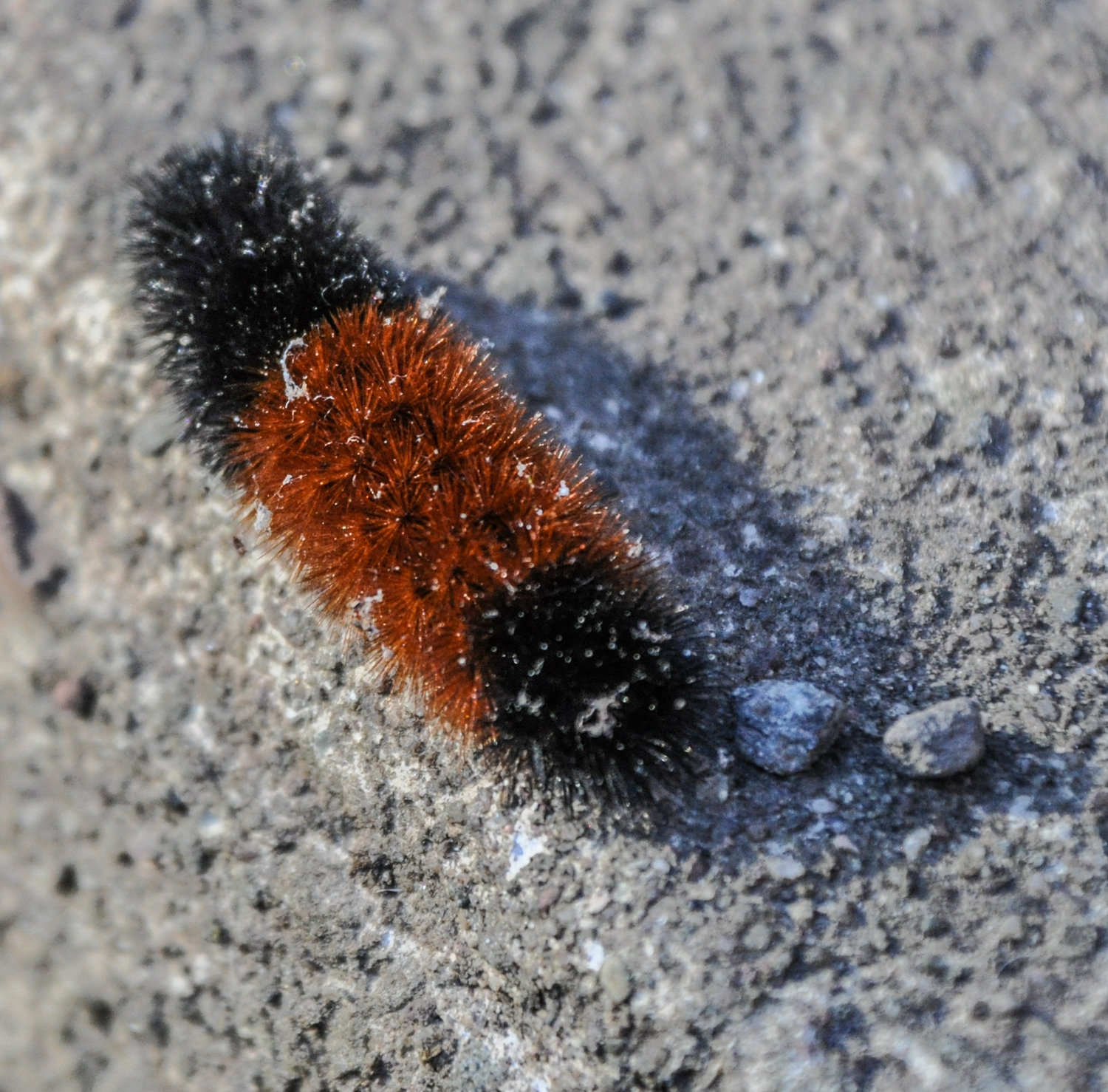 I eagerly anticipate finding and photographing the psychic woolly bear every year. This one was particularly fuzzy. Uh oh.